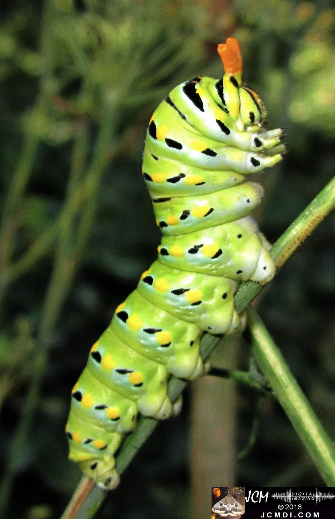 Papilio zelicaon mature caterpillar on anise (osmeterium) JCMDI.COM